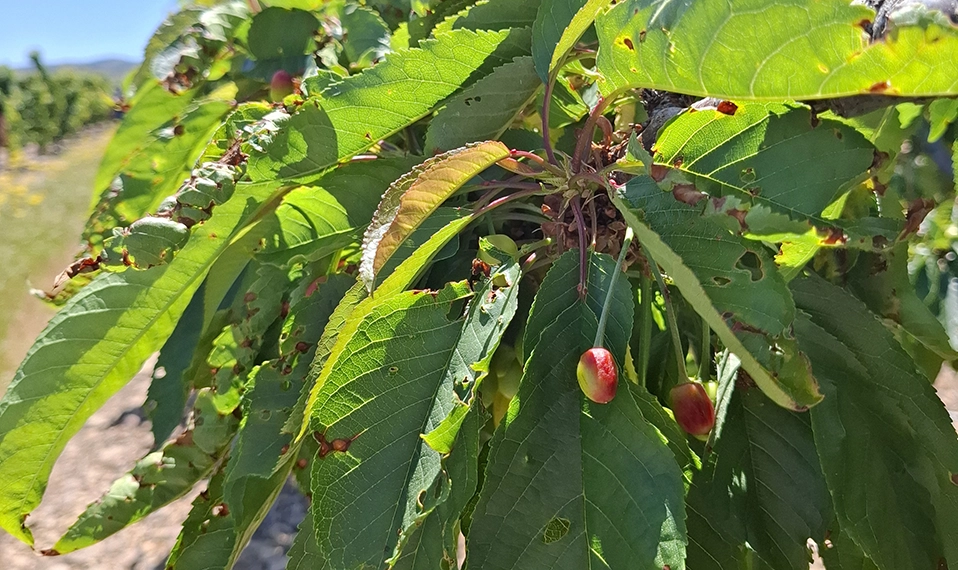 Cultivo de cerezo en Codos Aragón