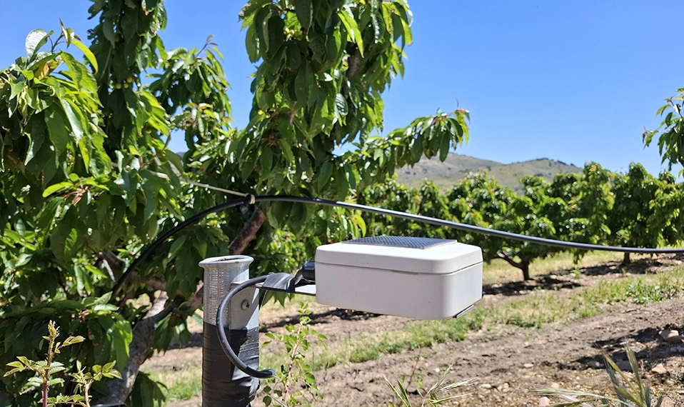 Automatización del riego en cerezos con tecnología de Spherag