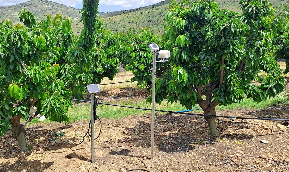 Digitalización del riego en cultivo de cerezo en Aragón