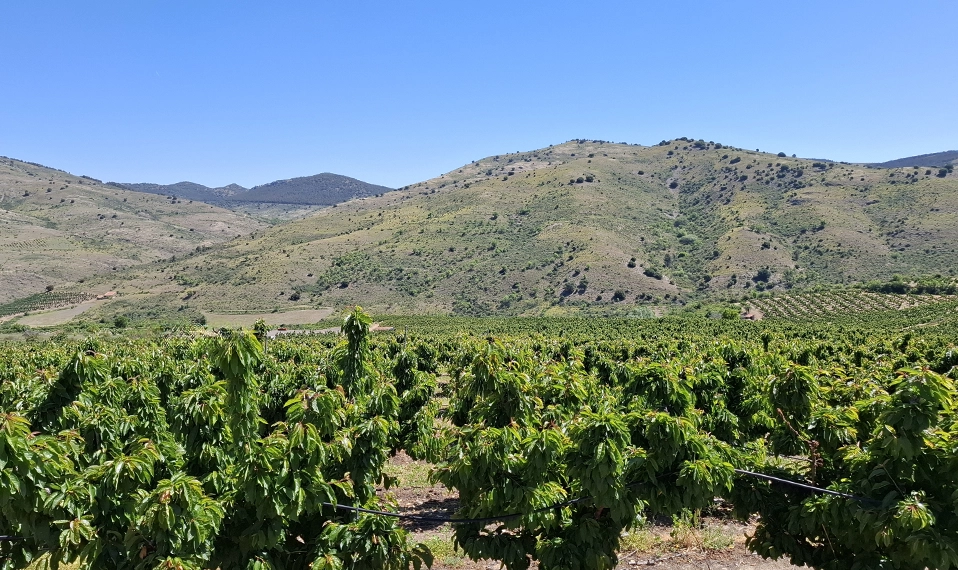 Cultivo de cerezos en Codos Zaragoza