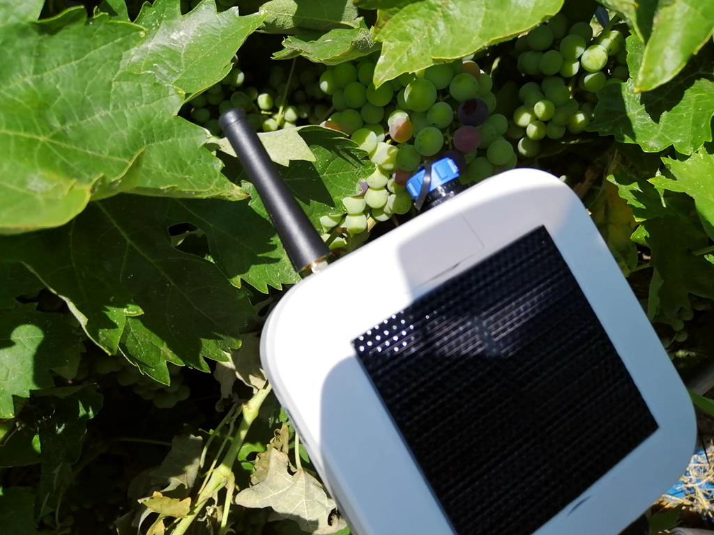 Dispositivo IoT en el viñedo ecológico de Bodegas Idrias