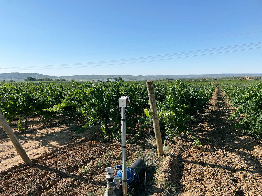 Finca de vid de Bodegas Hispano-Suizas gestionadas por dispositivos IoT Atlas de Spherag