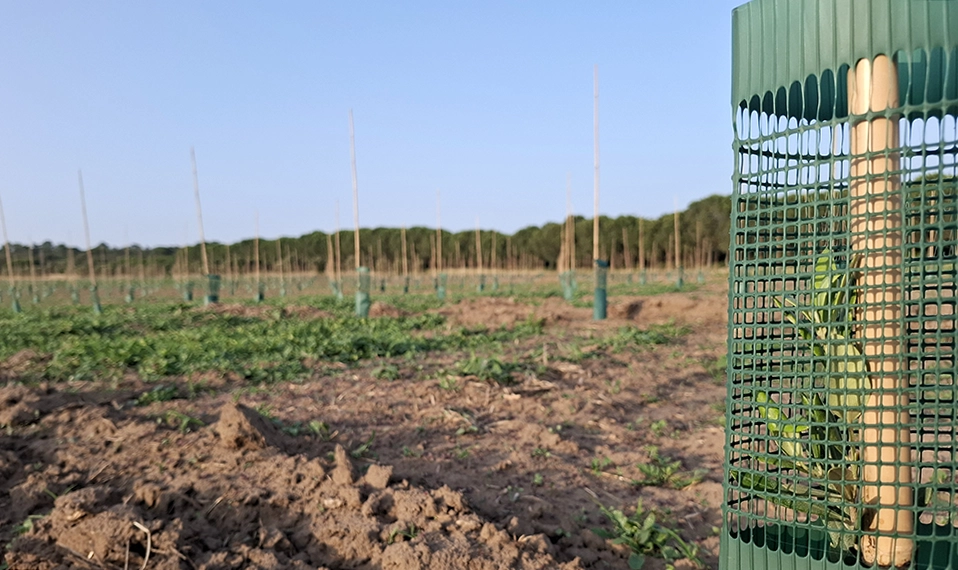 Agricultura regenerativa del olivo en Francia