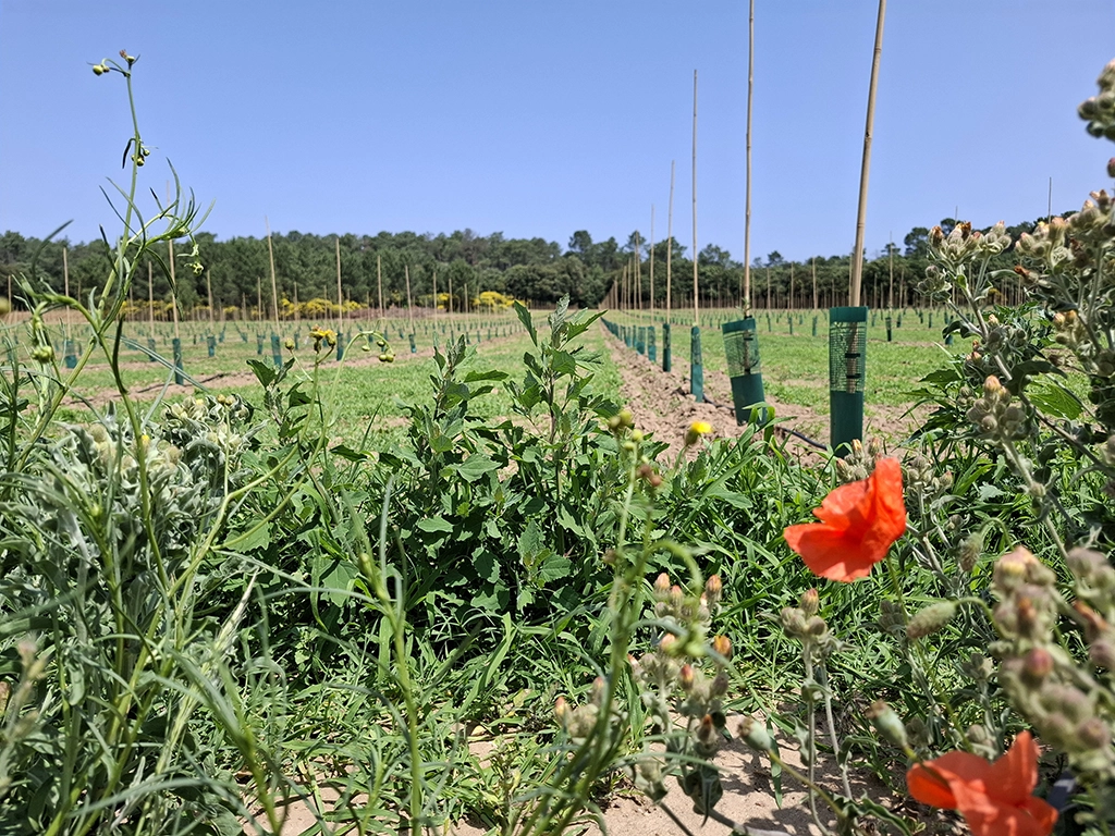 Finca regenerativa de olivos en Raissac-sur-Lampy Francia