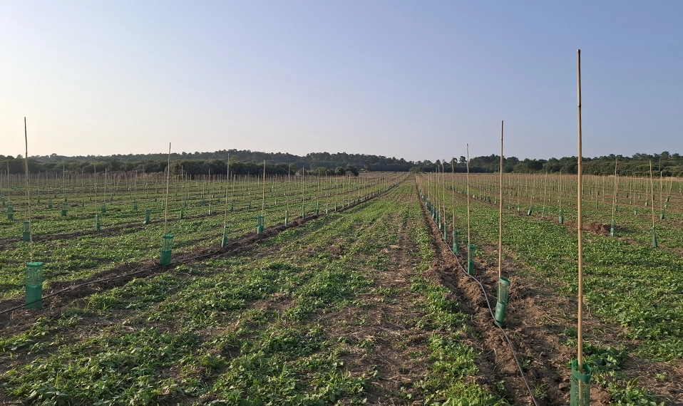 Young olive grove at Nectar & Co in the Languedoc region using regenerative farming practices