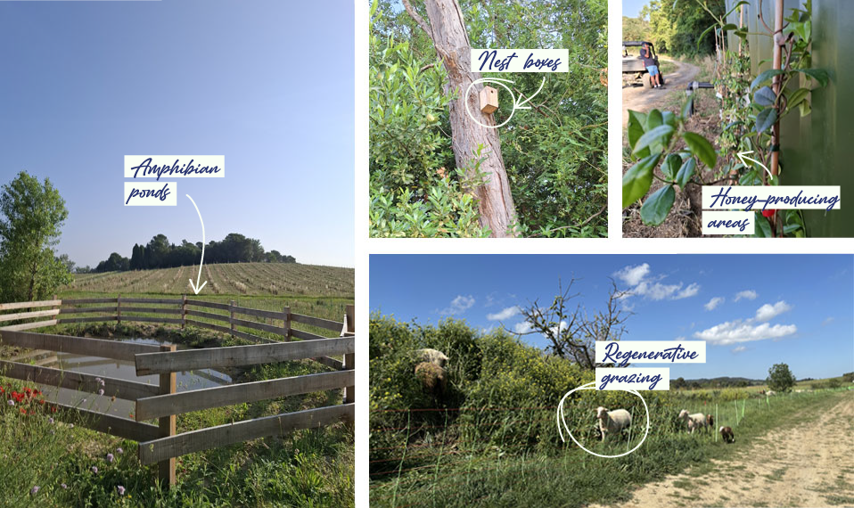 Biodiversity features at Nectar & Co regenerative olive farm, including amphibian ponds, bird nesting boxes, pollinator habitats and rotational sheep grazing