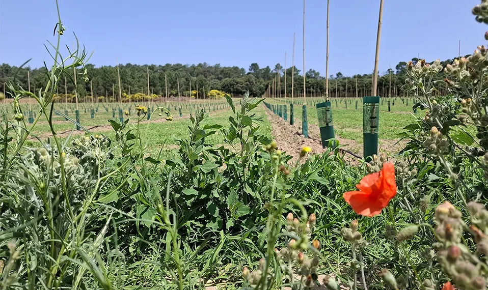 Finca de olivo regenerativo en Francia